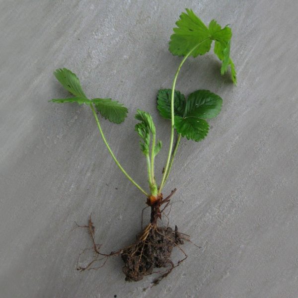 3 x Organic Strawberry Bare Root Plants from own garden, great for indoor and outdoor growing - Image 2