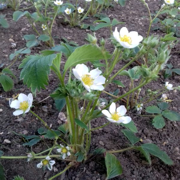 3 x Organic Strawberry Bare Root Plants from own garden, great for indoor and outdoor growing - Image 3