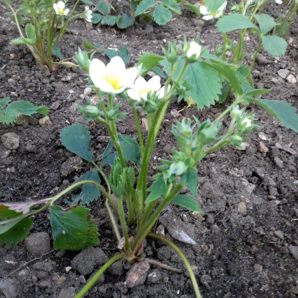 3 x Organic Strawberry Bare Root Plants from own garden, great for indoor and outdoor growing - Image 4