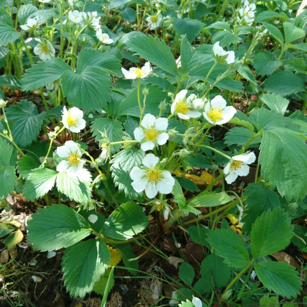 3 x Organic Strawberry Bare Root Plants from own garden, great for indoor and outdoor growing - Image 5