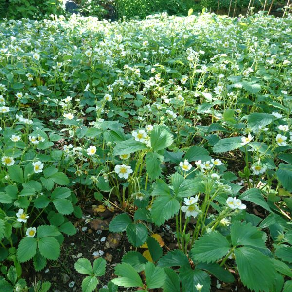 3 x Organic Strawberry Bare Root Plants from own garden, great for indoor and outdoor growing - Image 6