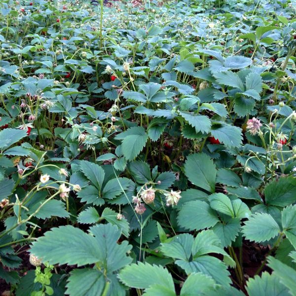 3 x Organic Strawberry Bare Root Plants from own garden, great for indoor and outdoor growing - Image 7