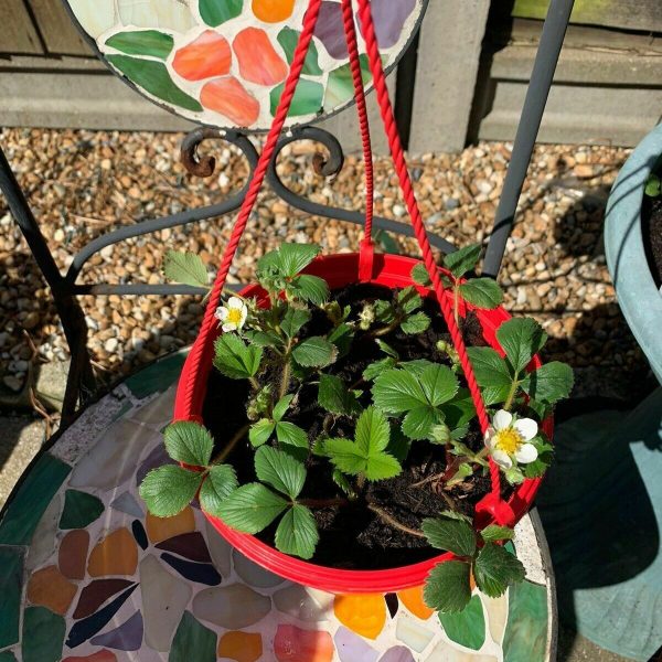 3 x Organic Strawberry Bare Root Plants from own garden, great for indoor and outdoor growing - Image 8